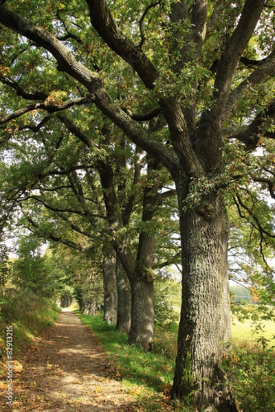 Fototapeta Trees in an autumn Nature
