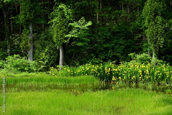 Fototapeta 黃菖蒲が咲く沼