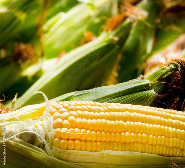 Fototapeta  Sweet Corn show yellow seed in focus.background is out of focus