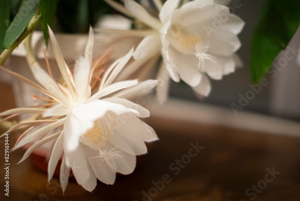 Fototapeta 月下美人