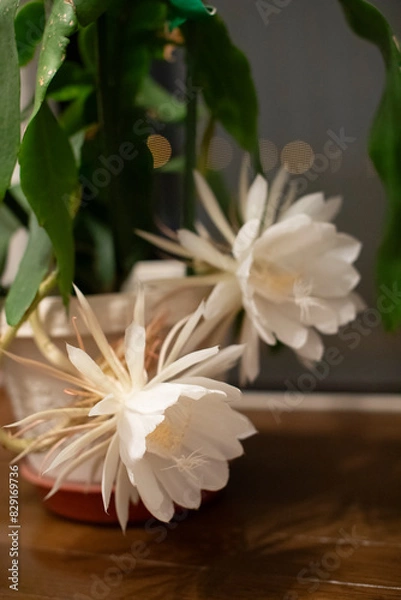 Fototapeta 月下美人