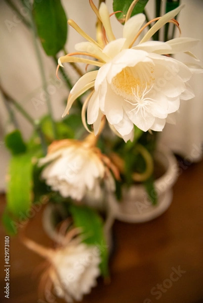 Fototapeta 月下美人