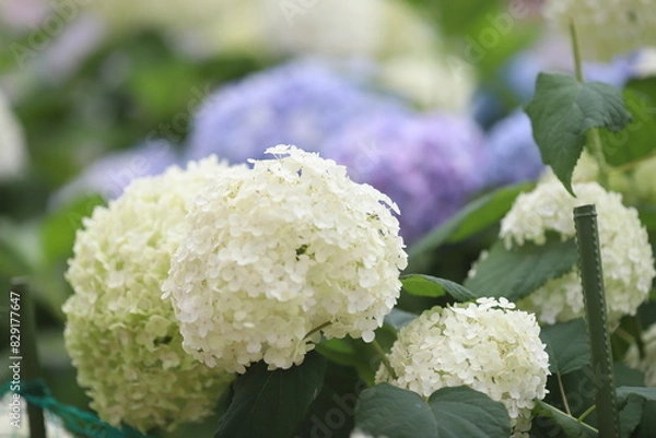 Fototapeta あじさい