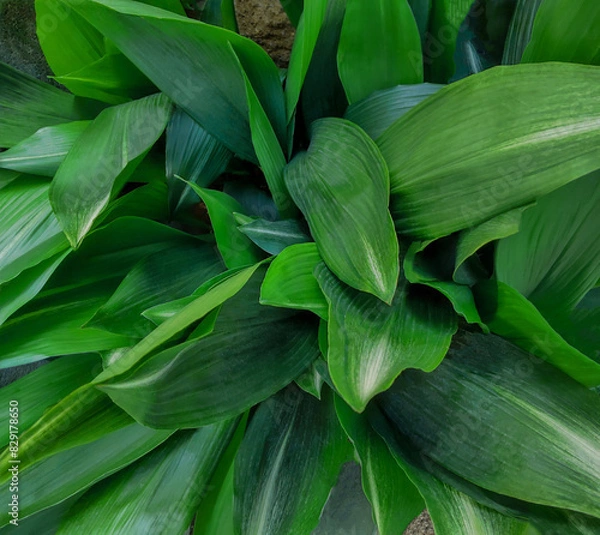 Fototapeta 庭のハラン、ハランの葉、ハランの栽培