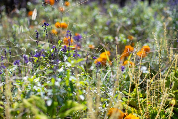 Fototapeta 秋の草花