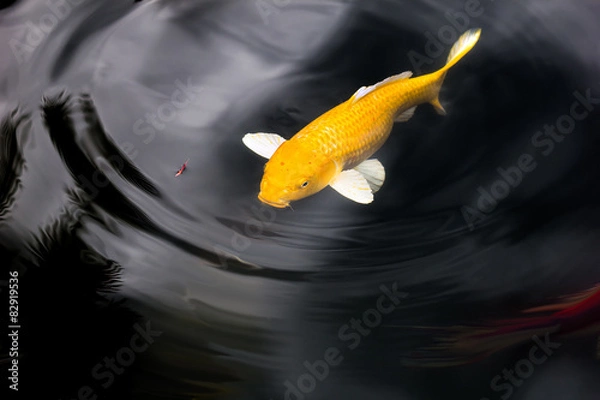 Fototapeta Koi or Japan Fancy Carp swimming in pond.Ripple and reflection i