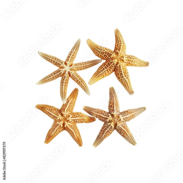 Fototapeta Four Starfish Arranged Against, Isolated On Transparent Background, For Design And Printing
