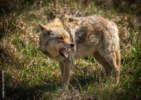 Fototapeta Angry Coyote with Open Mouth