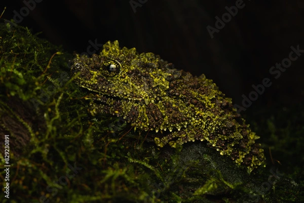 Obraz Close-Up: Vietnamese Mossy Frog on Mossy Log, Cryptic Camouflage