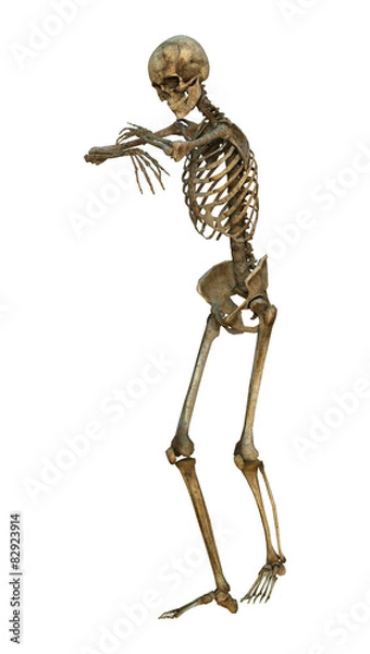 Fototapeta Human Skeleton