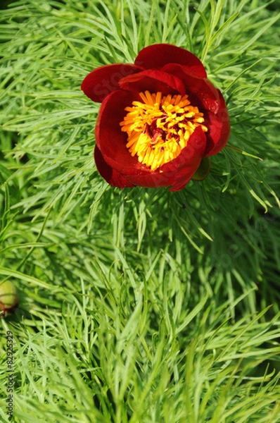 Fototapeta Paeonia tenuifolia