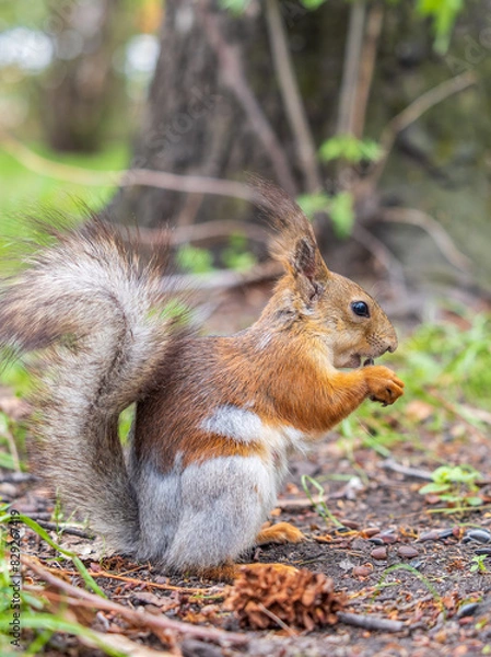 Fototapeta Squirrel eats a nut while sitting in green grass. Eurasian red squirrel, Sciurus vulgaris