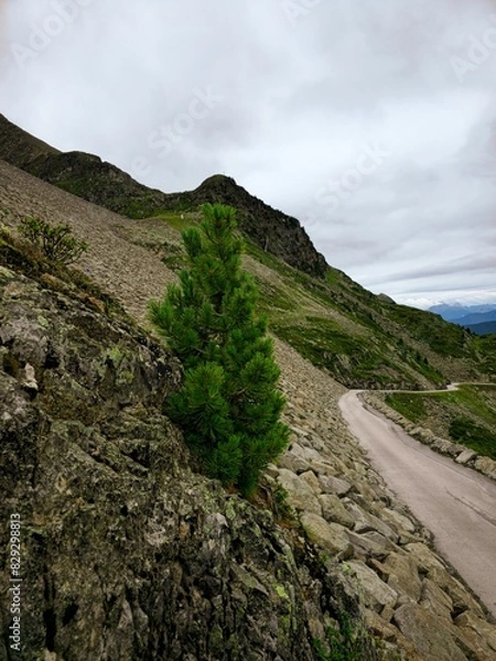 Obraz Road to the mountains
