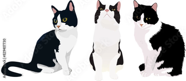 Fototapeta Three black and white cats. Vector illustration. Pets.