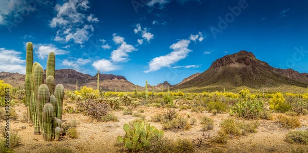 Obraz Arizona Desert Ladscape