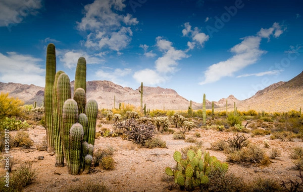 Fototapeta Arizona Desert Ladscape