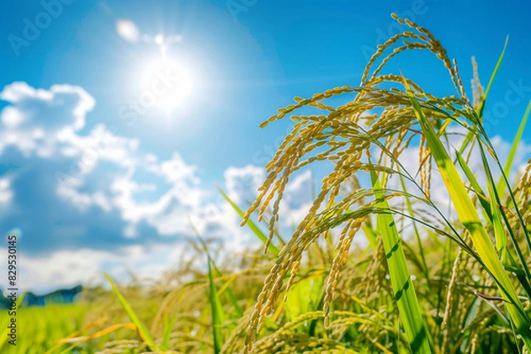 Obraz green wheat field