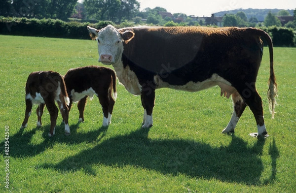 Fototapeta Horizontal image. Hereford cow with twin calves in a grass meadow. closeup. Looking at camera. Location: Norfolk UK Europe 2001
