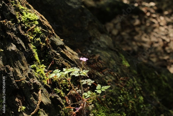 Obraz Mountain flowers of Croatia. Plitvice lakes.