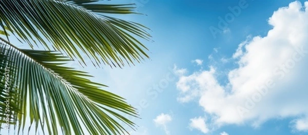 Obraz In the afternoon a serene scene with palm leaves a blue sky and white fluffy clouds provides a calming backdrop for a copy space image