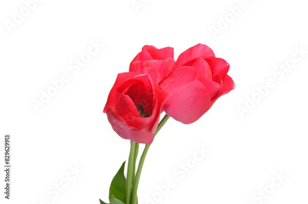 Obraz Pink tulips, isolated on white background