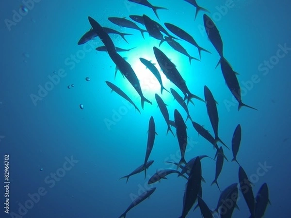 Obraz poissons à contrejour