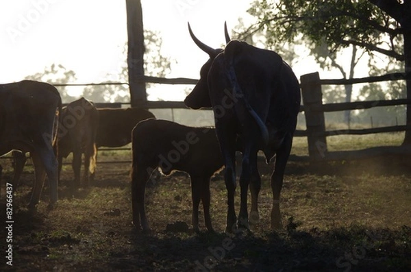 Obraz Vache et son veau