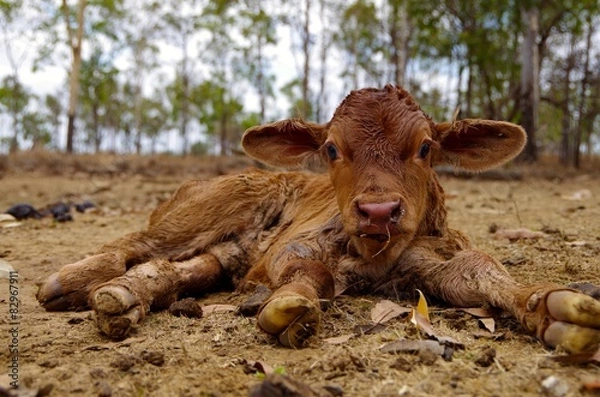 Obraz Veau nouveau-né