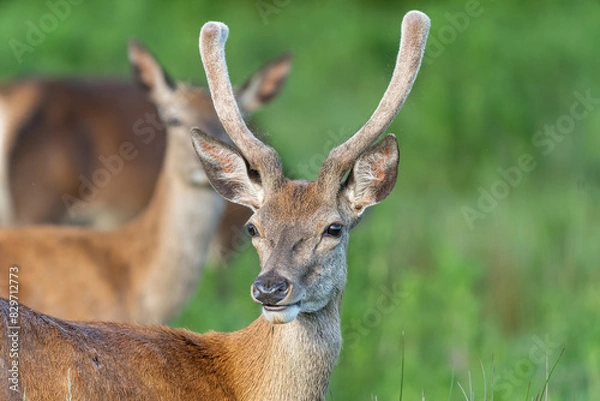 Fototapeta Red deer with new antler with great bokeh background