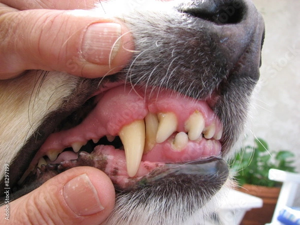 Obraz Dog Teeth