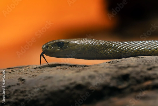 Fototapeta nland taipan (Oxyuranus microlepidotus), also commonly known as the western taipan, small-scaled snake, portrait of a very poisonous snake with an orange background and with its tongue sticking out.