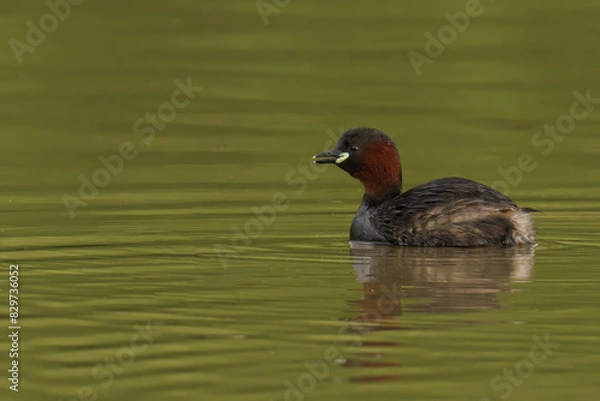 Fototapeta Little Grebe perched on water's surface