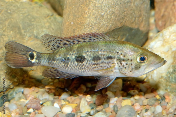Obraz Petenia fish