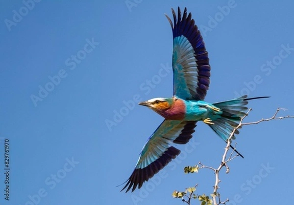 Fototapeta Lilac breasted roller