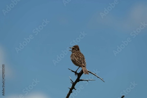 Fototapeta Rufous-naped lark