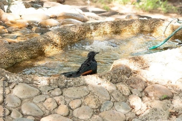 Fototapeta Red wing starling
