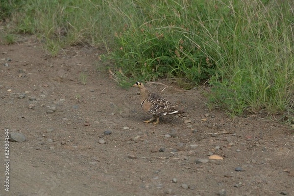 Fototapeta Double banded sandgrouse