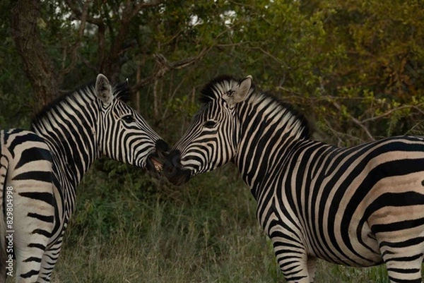 Fototapeta Burchell's zebra