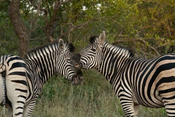 Fototapeta Burchell's zebra