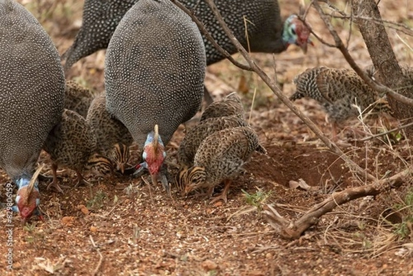 Fototapeta Helmeted guineafowl