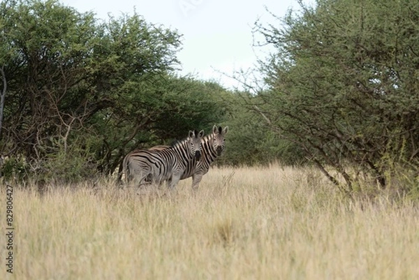 Fototapeta Burchell's zebra