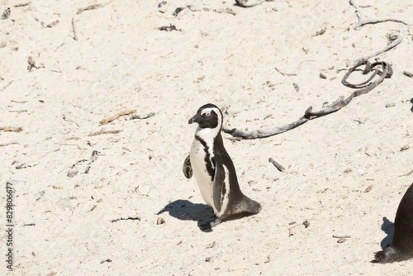 Fototapeta African penguin