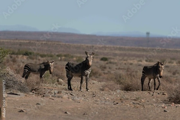 Fototapeta Cape mountain zebra