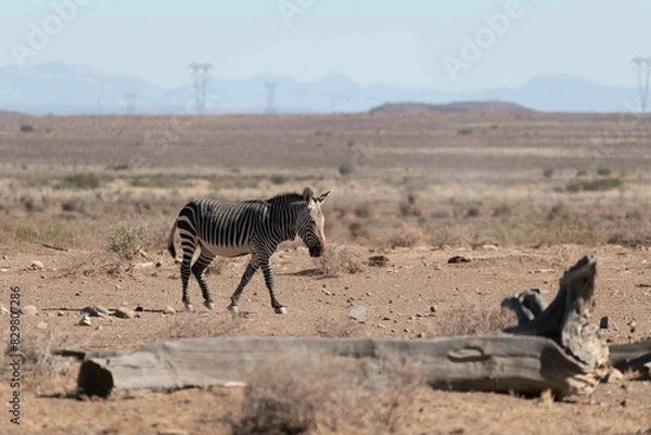 Fototapeta Cape mountain zebra