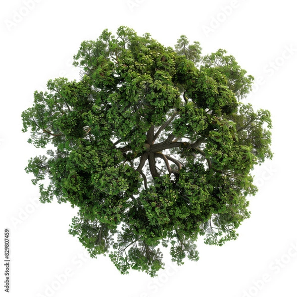 Fototapeta Top view of green tree top view transparent background
