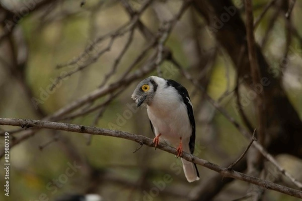 Fototapeta White-crested helmet-shrike