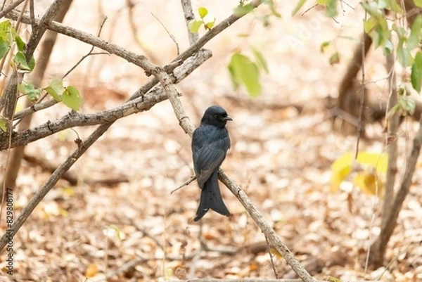 Fototapeta Fork tailed drongo