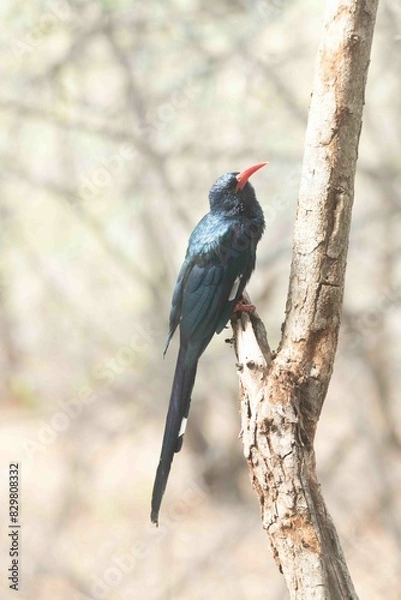 Fototapeta Green wood-hoopoe