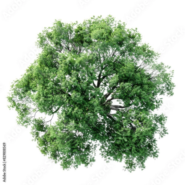 Fototapeta Top view of green tree top view transparent background