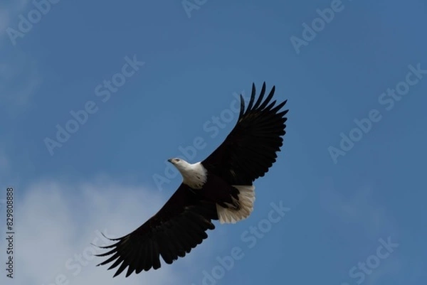 Fototapeta African fish eagle